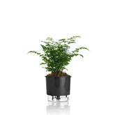 Vaso Autoirrigável Médio N03 16cm x 14cm - Clássicos Preto