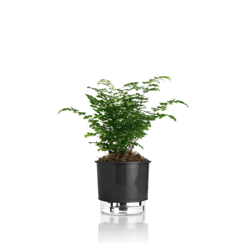 Vaso Autoirrigável Médio N03 16cm x 14cm - Clássicos Preto